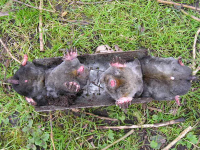 doublecatch-mole-trap.jpg