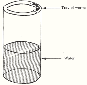 Mole pitfall trap